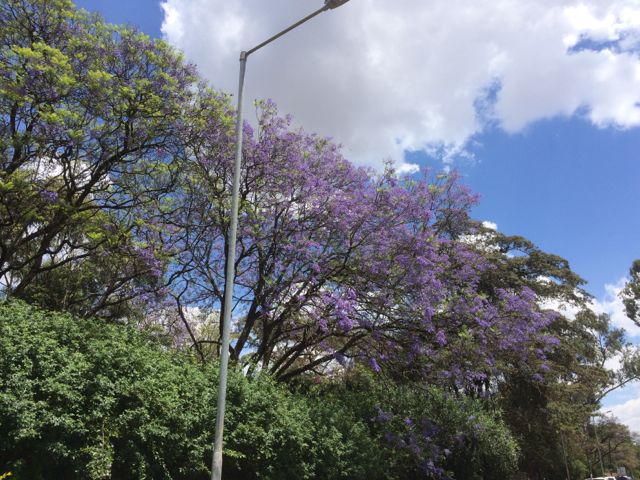 Nu är det jakarandaträdens tid att blomma. En fantastisk färgprakt i City in the Sun!